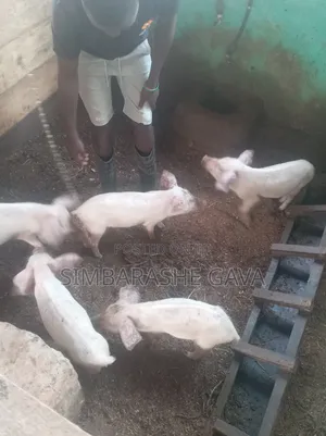 Piglets (Stunted Growth)