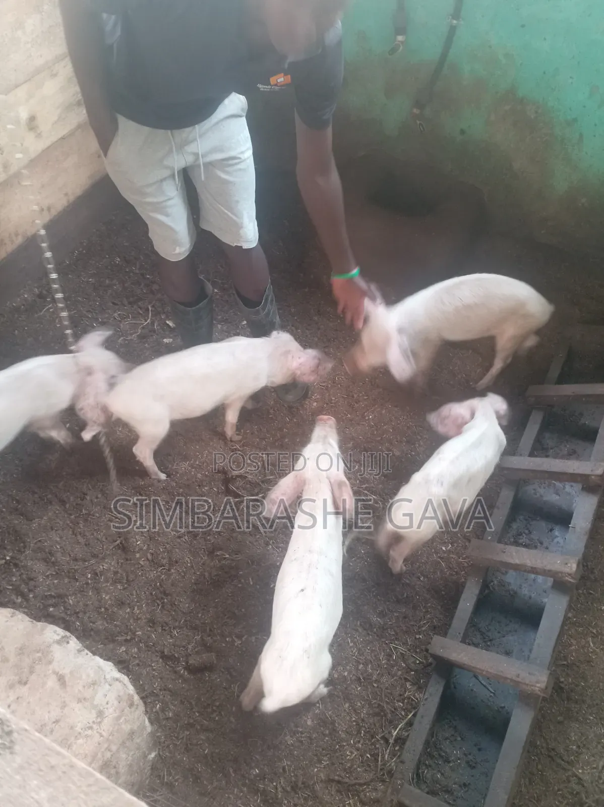 Piglets (Stunted Growth)