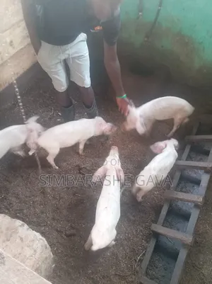 Piglets (Stunted Growth)