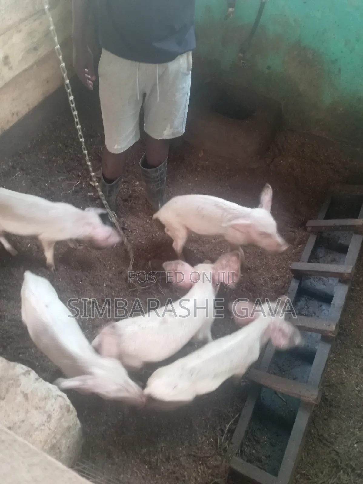 Piglets (Stunted Growth)
