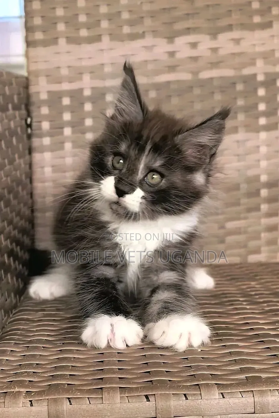 1-3 months Female Purebred Maine Coon