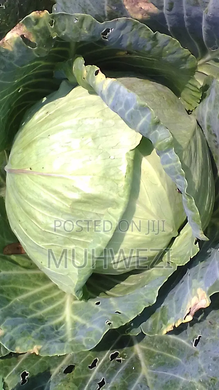 Ready Cabbages