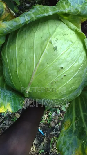 Ready Cabbages