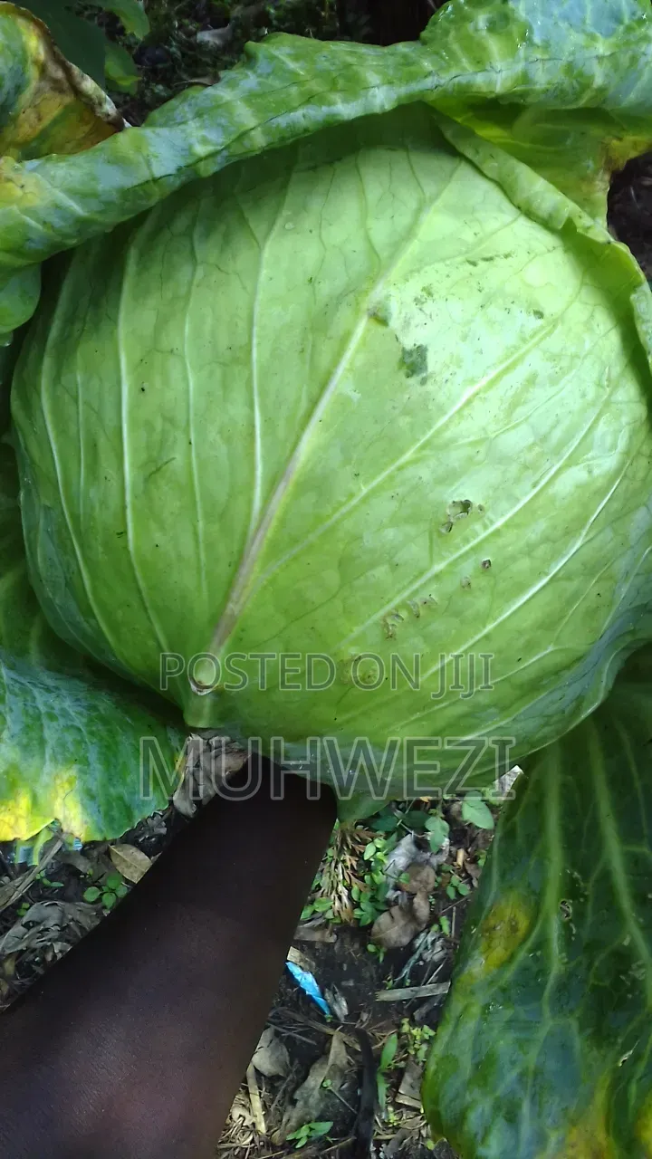 Ready Cabbages