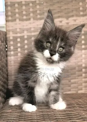 1-3 months Female Purebred Maine Coon