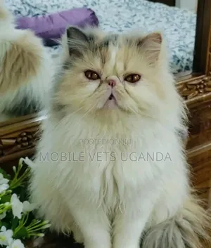 1-3 months Female Purebred Persian