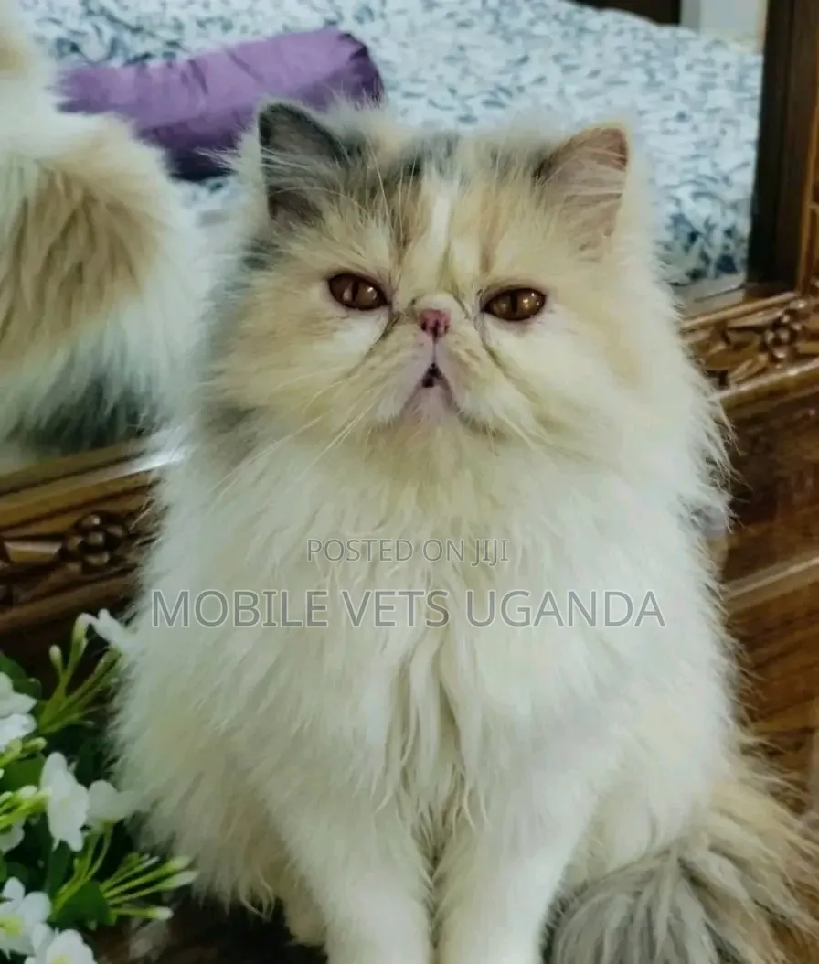 1-3 months Female Purebred Persian