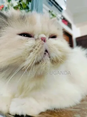 1-3 months Male Purebred Persian