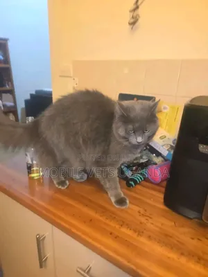 1-3 months Female Purebred Persian