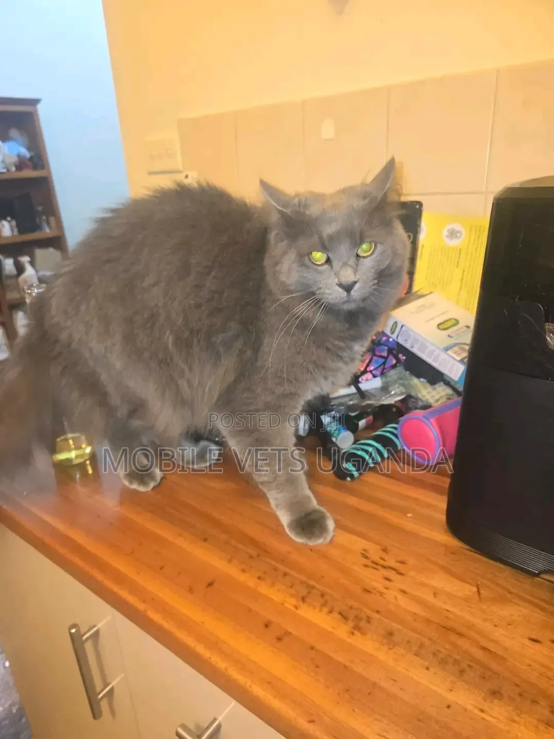 3-6 months Female Purebred Ragdoll