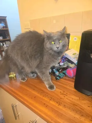 3-6 months Female Purebred Ragdoll