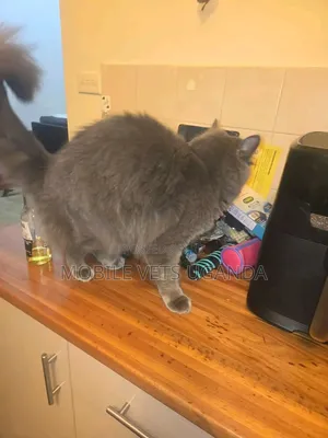 3-6 months Female Purebred Ragdoll