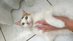 3-6 months Female Purebred American Shorthair