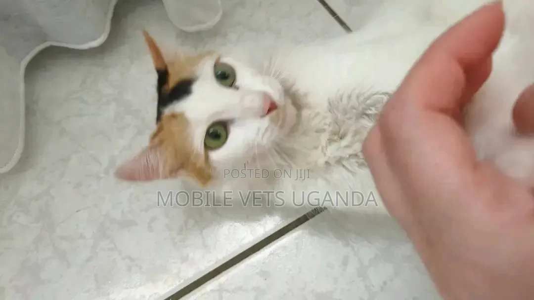 6-12 months Female Purebred Abyssinian