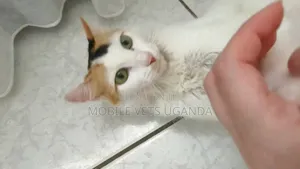 6-12 months Female Purebred Abyssinian