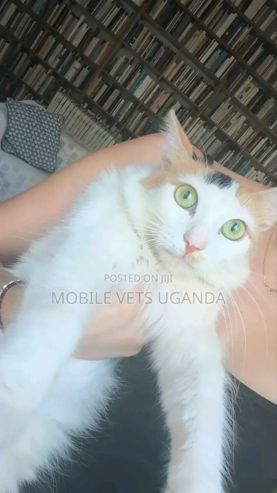 1-3 months Male Purebred American Bobtail