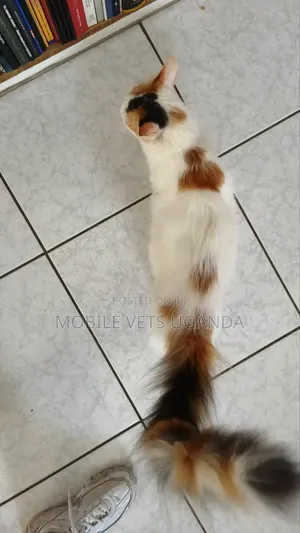 3-6 months Female Purebred Devon Rex