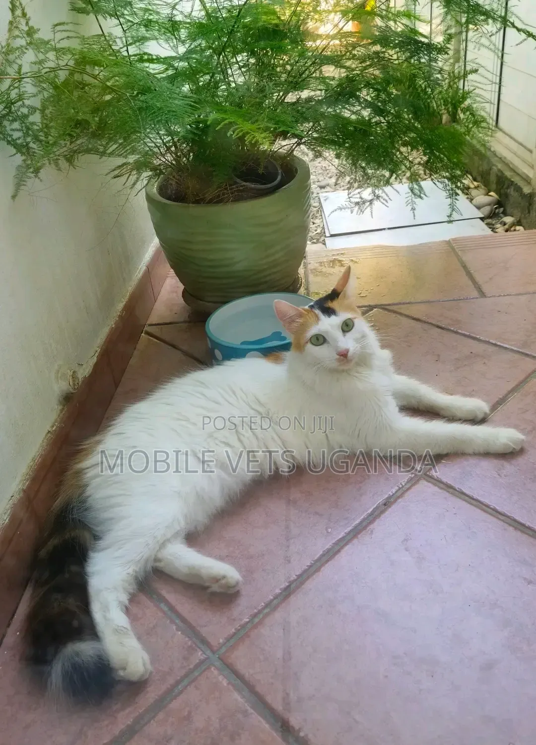 3-6 months Female Purebred Devon Rex