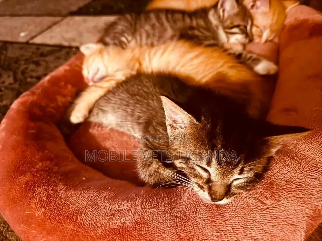 1-3 months Female Purebred Bengal