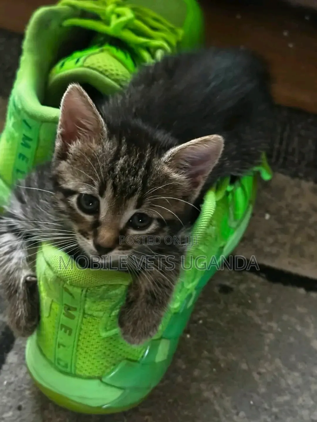 1-3 months Male Purebred Savannah
