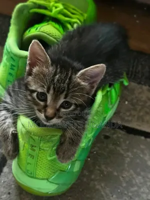 1-3 months Male Purebred Savannah