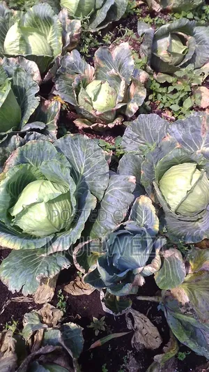 Ready Cabbages