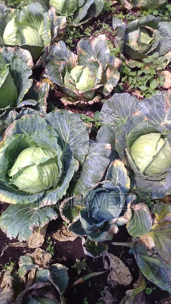 Ready Cabbages