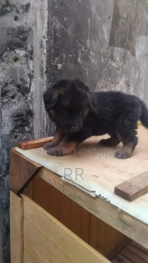 1-3 months Male Purebred German Shepherd