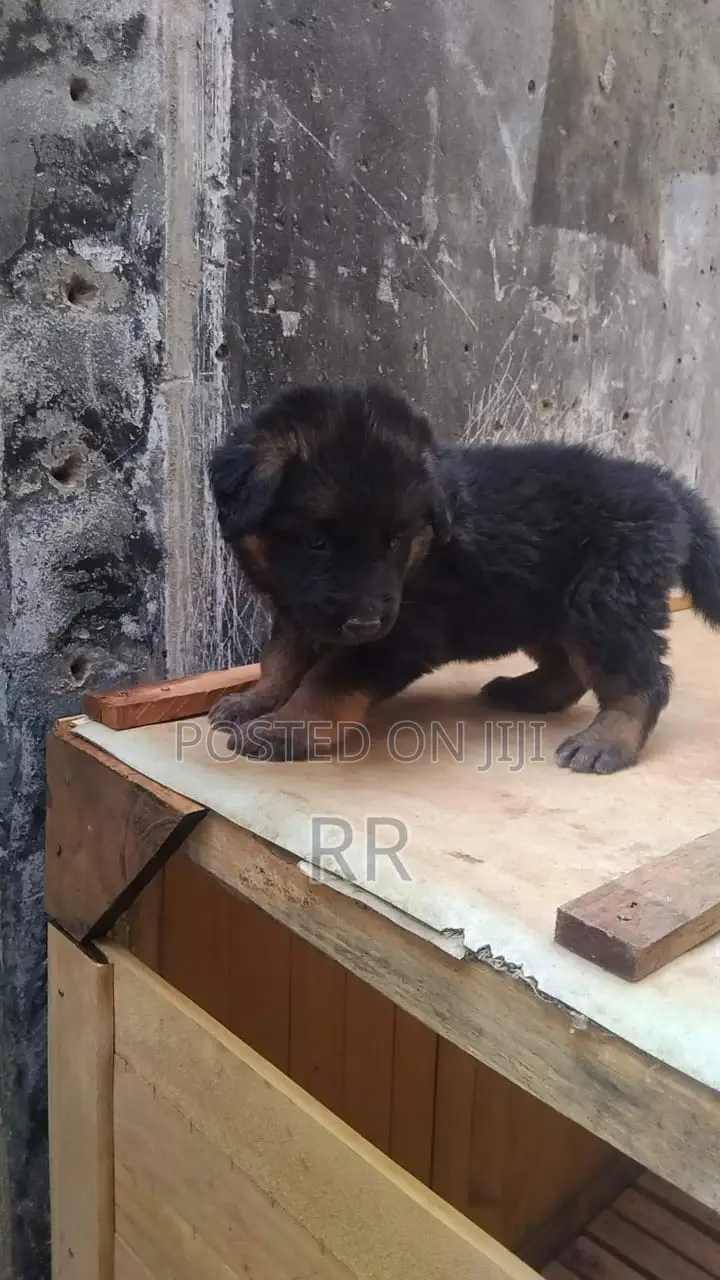 1-3 months Male Purebred German Shepherd