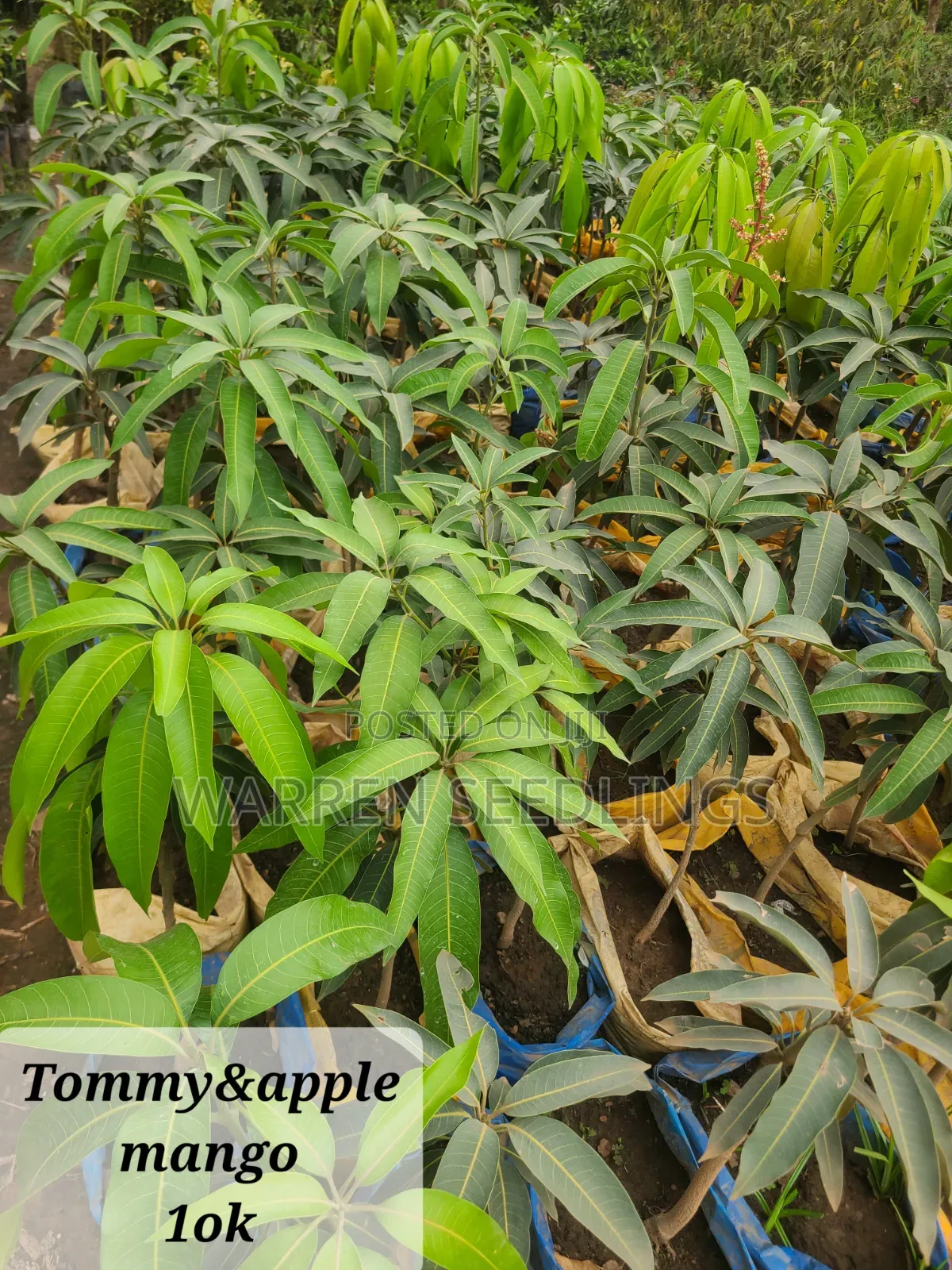 Mango Seedlings