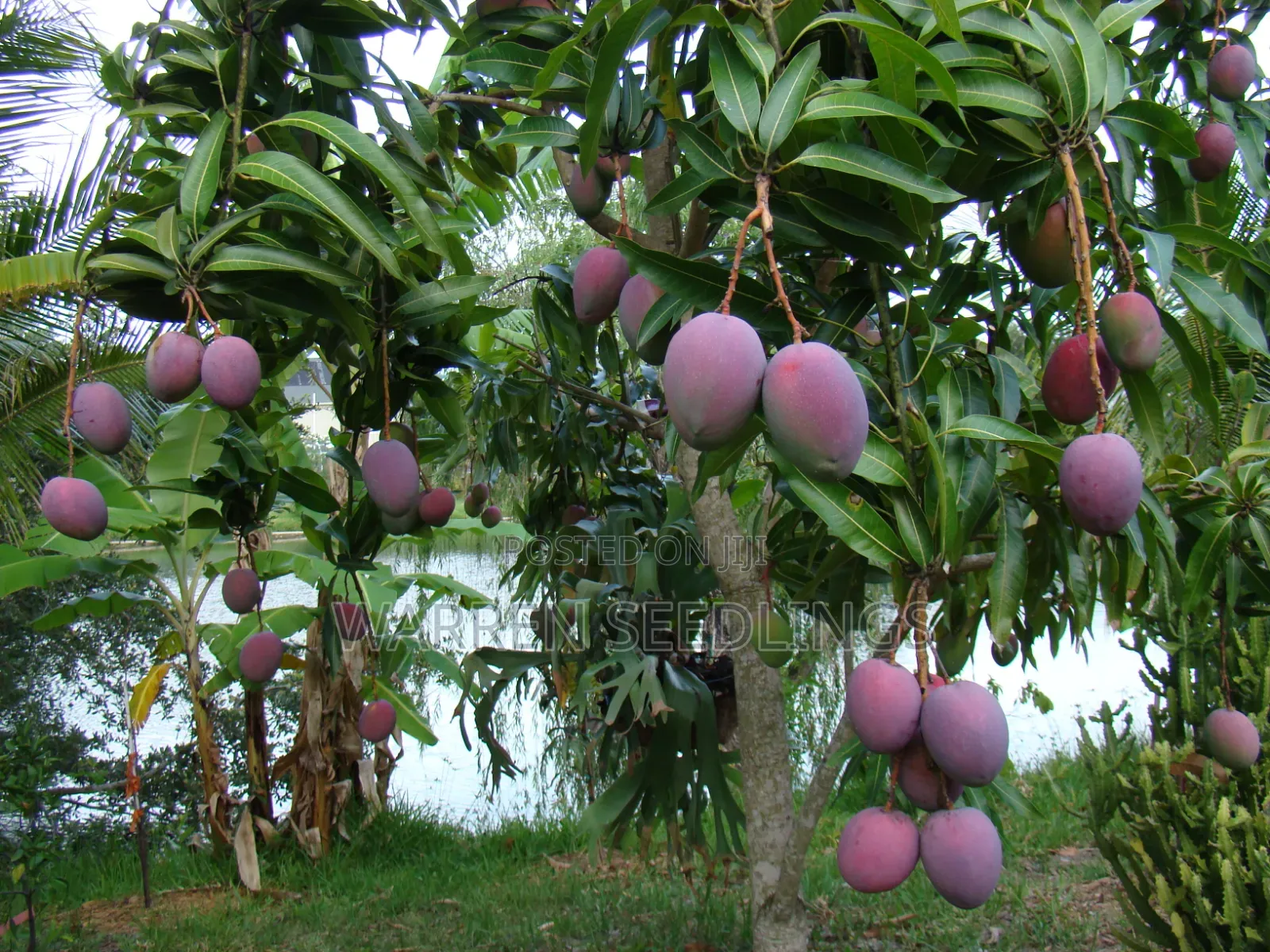 Mango Seedlings