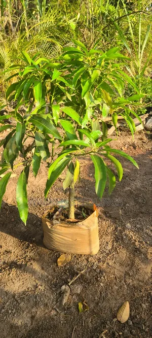 Mango Seedlings