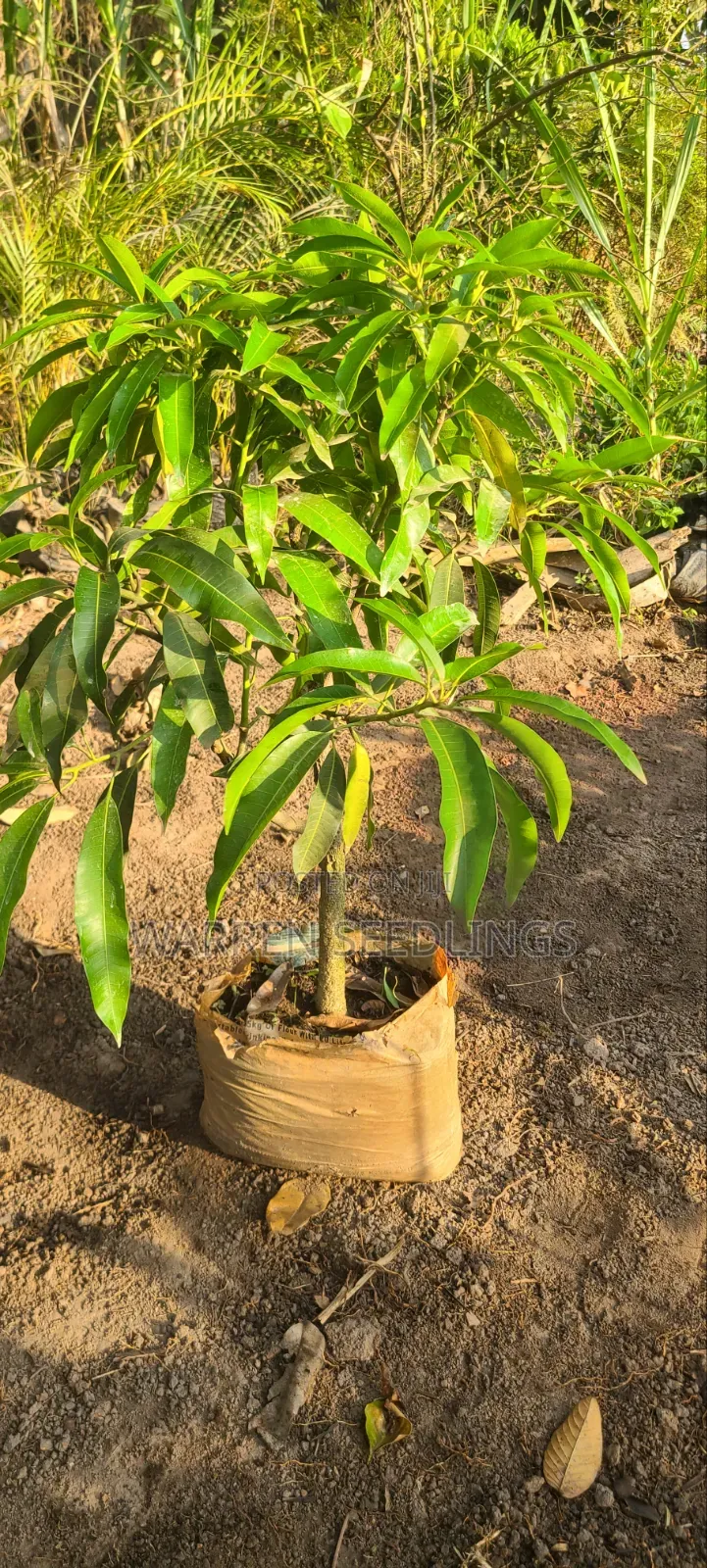 Mango Seedlings