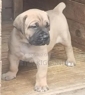 1-3 months Female Purebred Boerboel