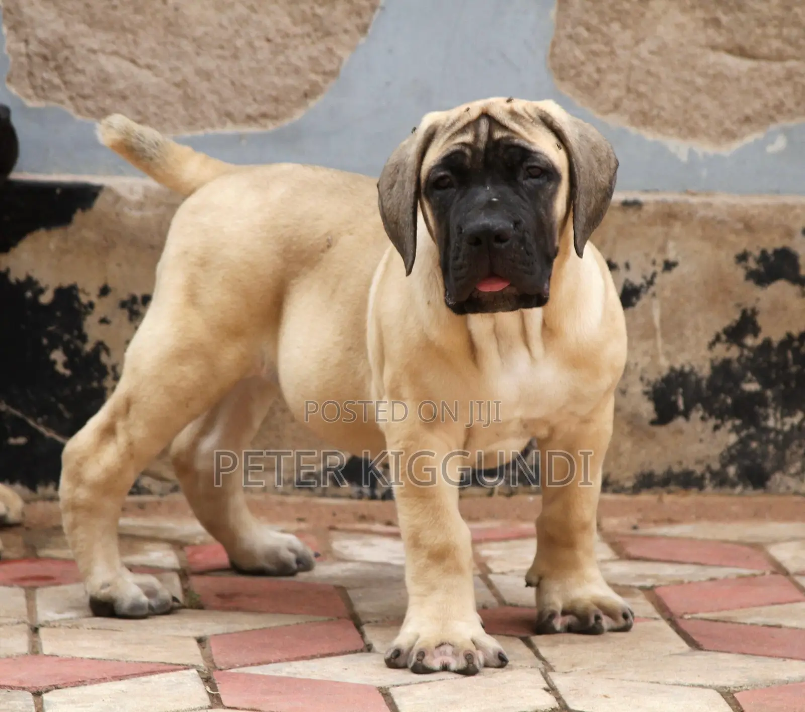 1-3 months Female Purebred Boerboel