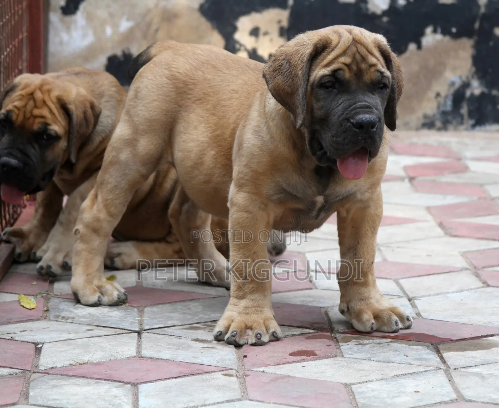 1-3 months Female Purebred Boerboel