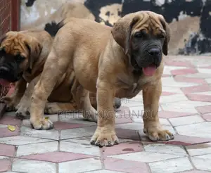 1-3 months Female Purebred Boerboel