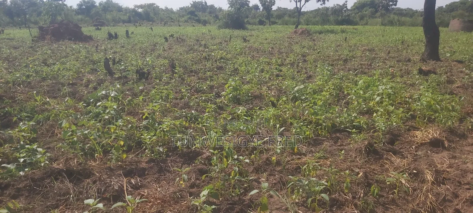 Land for Sale in Northern Uganda