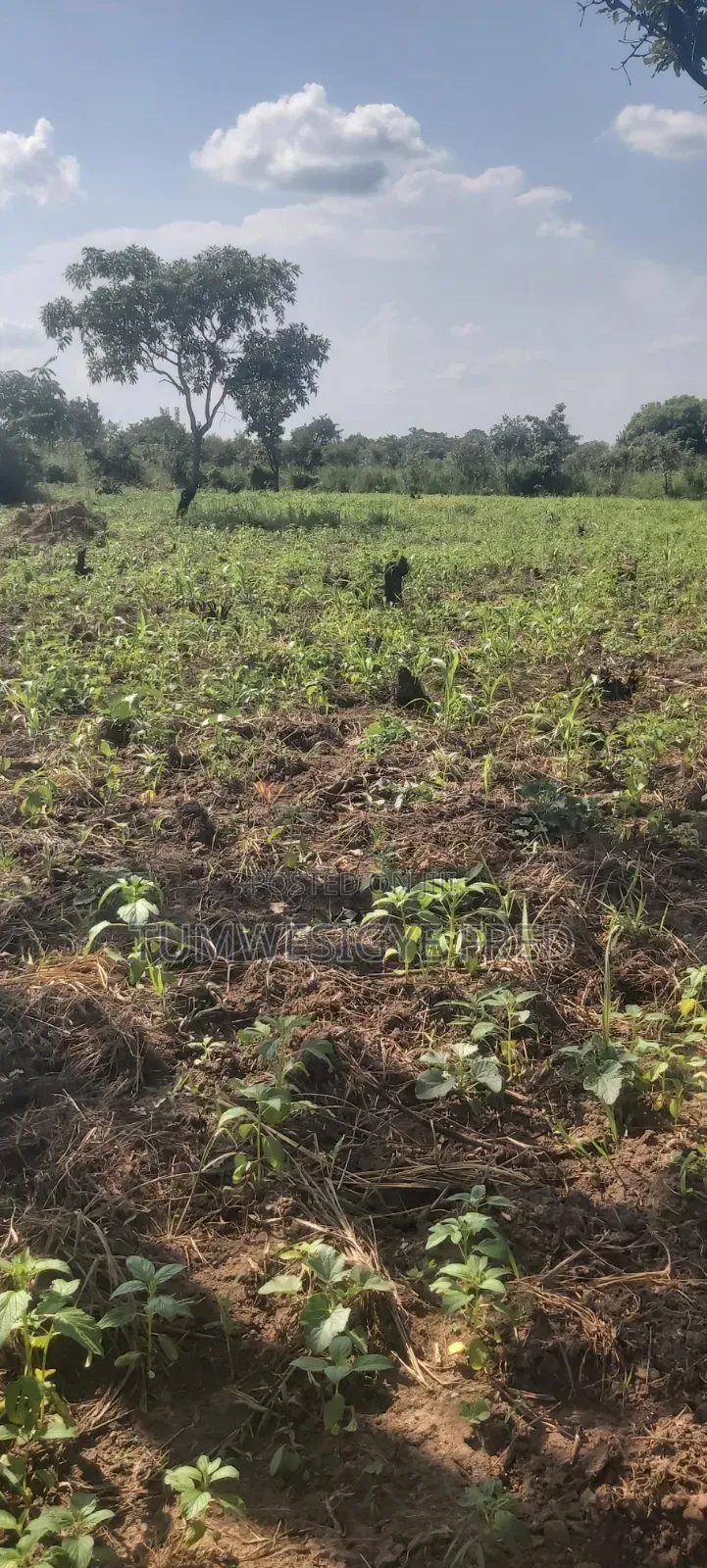 Land for Sale in Northern Uganda