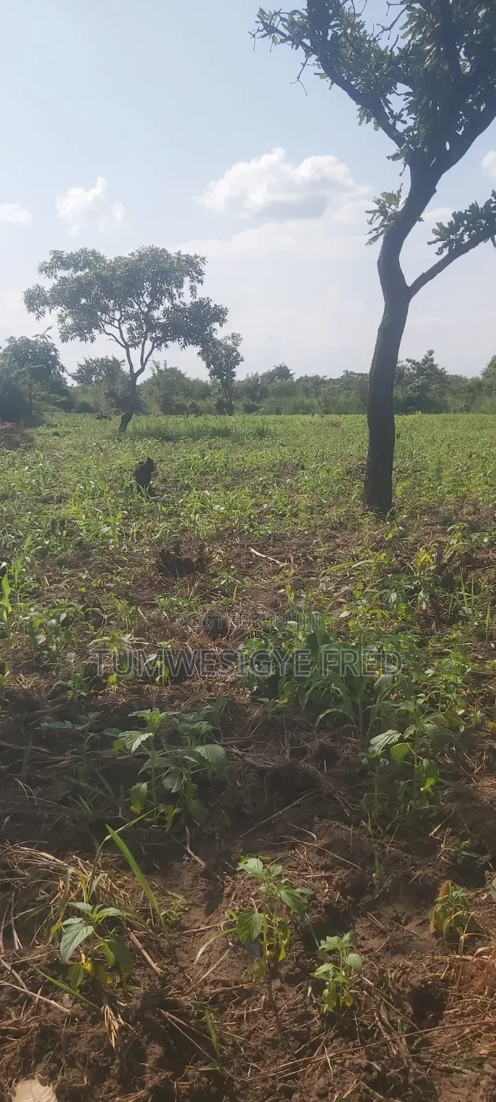 Land for Sale in Northern Uganda