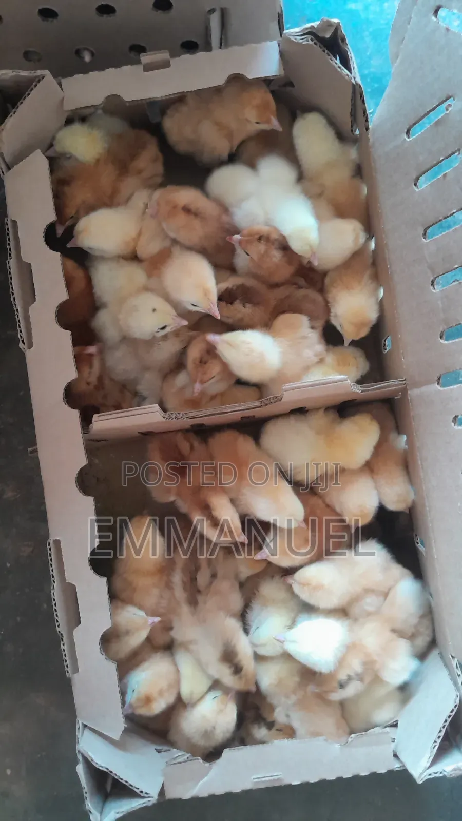 Good Quality Day Old Chicks. Booking Takes 7 to 14 Days