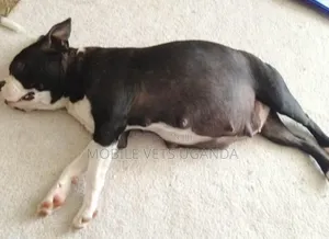 1-3 months Female Purebred Boston Terrier