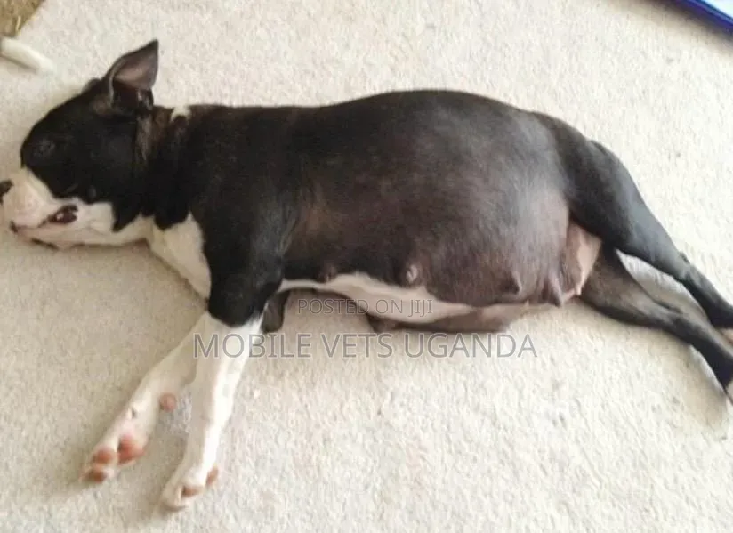 1-3 months Female Purebred Boston Terrier