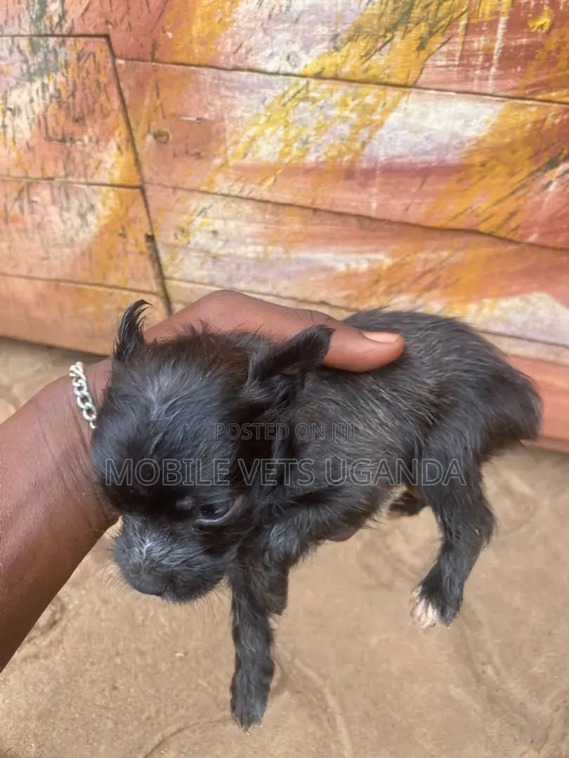1-3 months Male Purebred Chihuahua