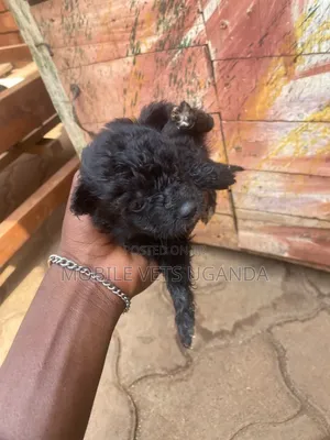 0-1 month Female Purebred Maltese