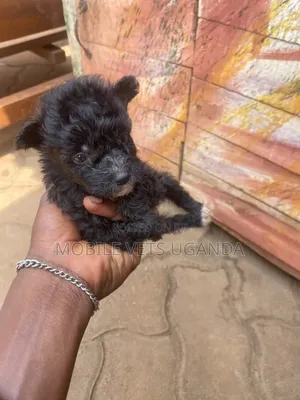 0-1 month Male Purebred Maltese