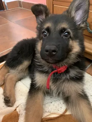 1-3 months Male Purebred German Shepherd