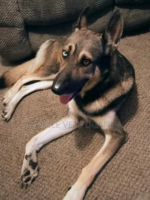 1-3 months Female Purebred German Shepherd