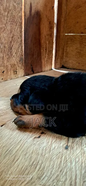 1-3 months Male Purebred Rottweiler