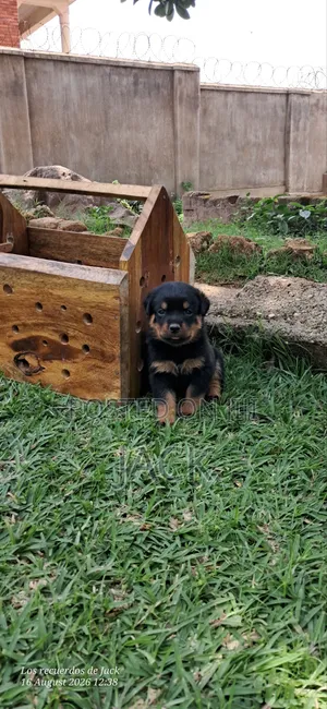 1-3 months Male Purebred Rottweiler